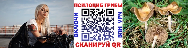 где продают   Питкяранта  OMG вход  Псилоцибиновые грибы Psilocybe 
